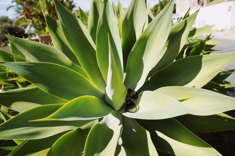 okulary przeciwsłoneczne sirene 2020